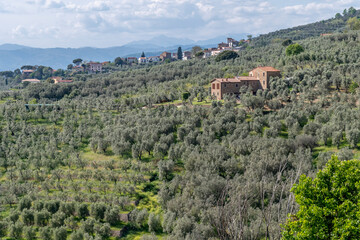 Fototapeta na wymiar Beautiful landscape with expanses of olive trees in Anchiano, Florence, Italy, near the birthplace of Leonardo da Vinci