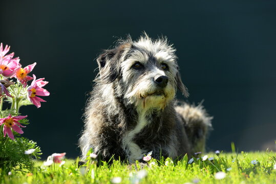 Alter Mischlingshund im Gras