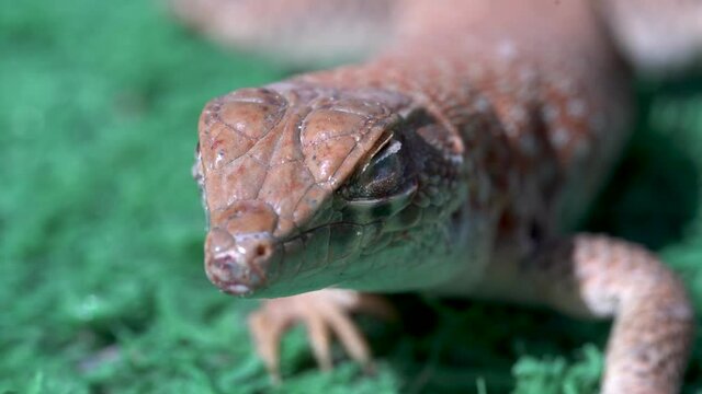 Close up macro of reptile body sunbathing a Saudi fringe-fingered lizard (Acanthodactylus gongrorhynchatus) front view