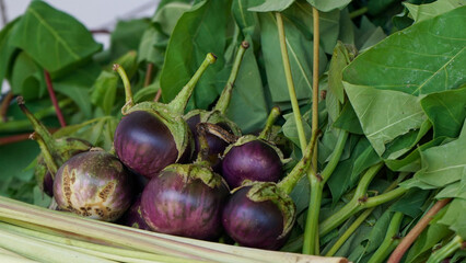 purple eggplant on a tree