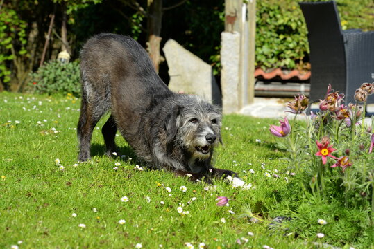 Alter Mischlingshund im Gras