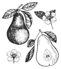 Hand drawn vintage pear and pear flower. Ideas for postcards, souvenirs, invitations.
