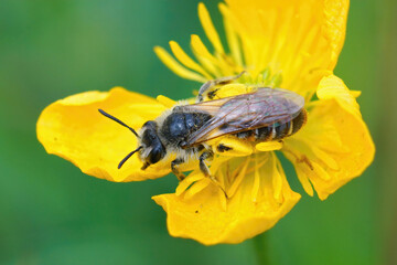 Closeup of a red bellied miner, Andrena ventralis, hiding in the yellow flower of a meadown buttercup, Ranuculus acris