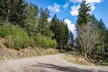 Loggers Track in in Thornielee Woods in the Scottish Borders, United Kingdom