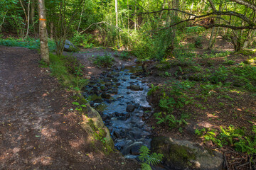 Obraz premium Beautiful summer nature landscape view. Small stream in green forest. Sweden.
