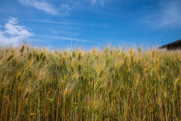 金沢平野　麦秋の頃