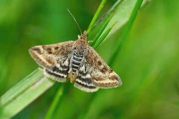 Closeup of the  straw-barred pearl moth, Pyrausta despicata,  in a grassy meadow field