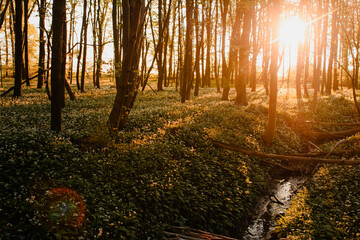 Colorful summer forest with warm sunset light coming into the forest with tree silhouettes and...