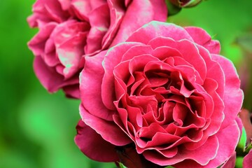 ローズガーデンの赤いバラ
Red rose at rose garden 