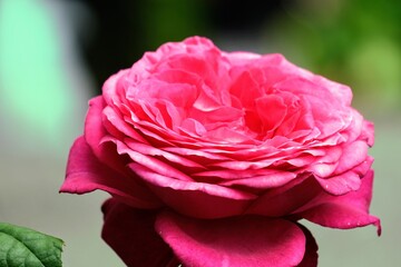 ローズガーデンの赤いバラ
Red rose at rose garden 