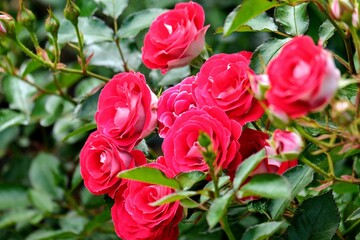 ローズガーデンの赤いバラ
Red rose at rose garden 