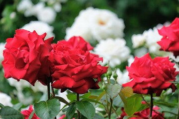 ローズガーデンの赤いバラ
Red rose at rose garden 