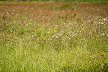 CAMPAGNE