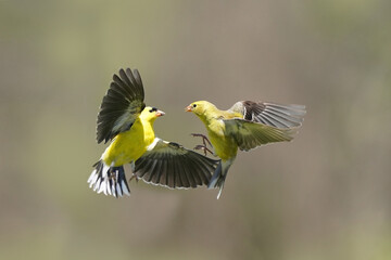 Male and Female Goldfinch having a midair dispute by the bird feeder on spring day