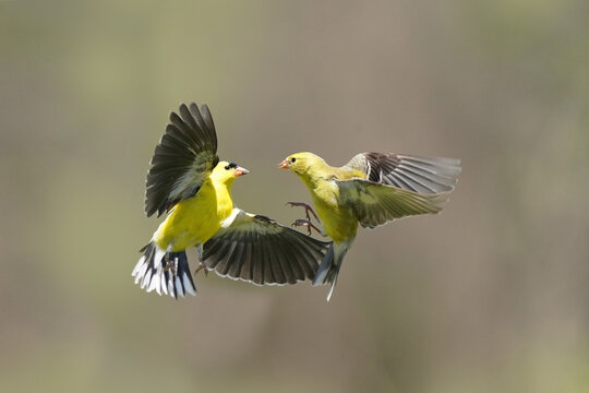 Goldfinch In Flight
