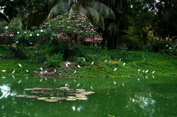 Beautiful plants, flowers and landscape.