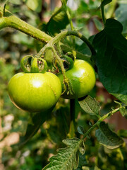 Green tomatoes vine vegetable garden 
