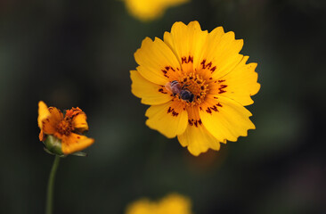 Beautiful plants, flowers and landscape.