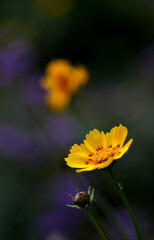 Beautiful plants, flowers and landscape.