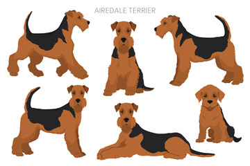 Airedale terrier all colours clipart. Different coat colors set.