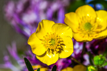 beautiful yellow blooming ducklings, the background of spring flowers, they are fond of insects