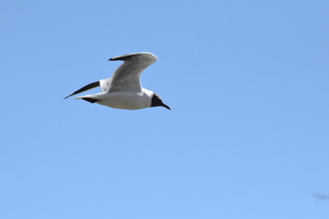 Gaviota cabecinegra