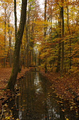 Augsburger Siebentischwald im Herbst