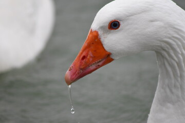 Oca mocosa, Goose © Manuel