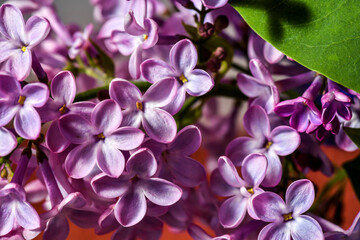 beautifully fragrant without purple flowers, close-up, background