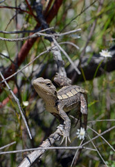 Australian native Jacky Dragon lizard, Amphibolurus muricatus, family Agamidae, on a branch in woodland, Sydney, Australia. Endemic to southeast coast of Australia.