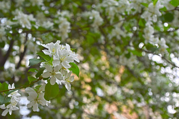 Green branches of trees in summer against the background of the sun