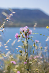 Paysage du Lac du Salagou (Occitanie, France)