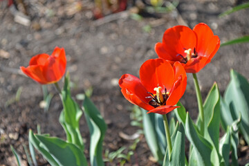 Red tulip flowers close up in the garden in summer