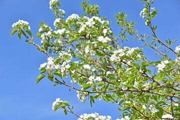 A tree of a blooming apple tree on a blue sky background