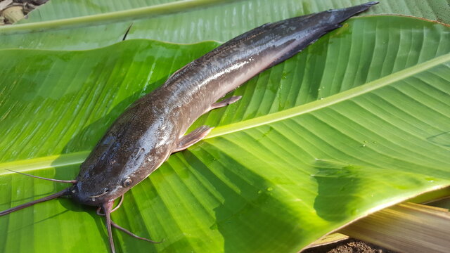 Catfish on leaf
