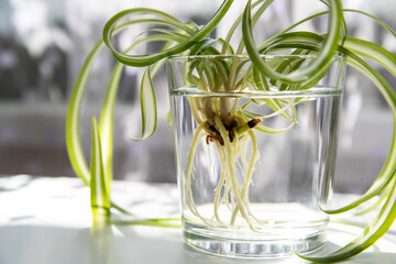 Reproduction, rooting of room flowers. Chlorophytum with roots in a glass of water.