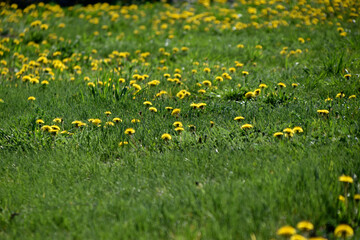 Yellow flowers of dandelion meadow in summer