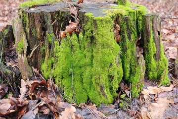 Beautiful bright green forest moss on a forest not