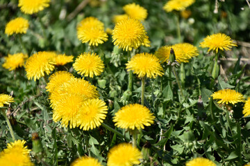 Yellow flowers of dandelion meadow in summer