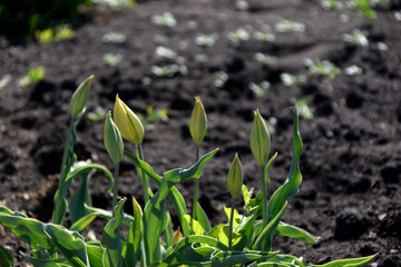 Yellow flowers of dandelion meadow in summer