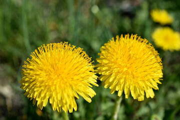 Yellow dandelion flowers macro photography in summer