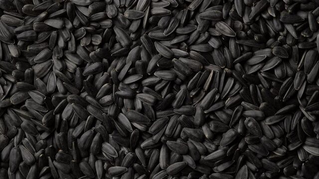 black sunflower seeds in shell top view, rotate. 4K UHD video