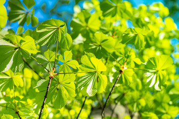 Fototapeta na wymiar Green leaves of chestnut in sunny day. Background for summer or spring season, green foliage, blue sky. Bottom view.