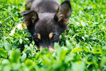 Happy little playful puppy lies on fresh green grass on a warm summer day.
