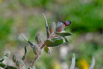 Purple weed flowers close up in summer in the garden