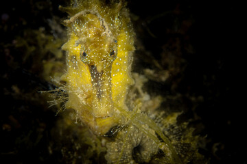 Yellow seahorse in the Mediterranean sea - Hippocampus guttulatus - obrazy, fototapety, plakaty