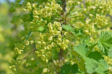 Yellow flowers of flowering currant in the spring afternoon