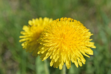 Naklejka premium Yellow dandelion flowers macro photography in summer