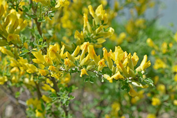 Yellow flowers Broom (Latin: Cytisus) is a genus of shrubs, rarely trees, of the Legume family (Fabaceae)