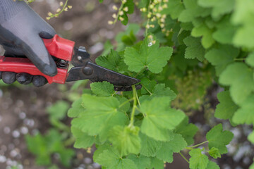 pruning a tree